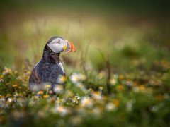 Christine Johnson - Puffin in the Daisies - Commended.jpg